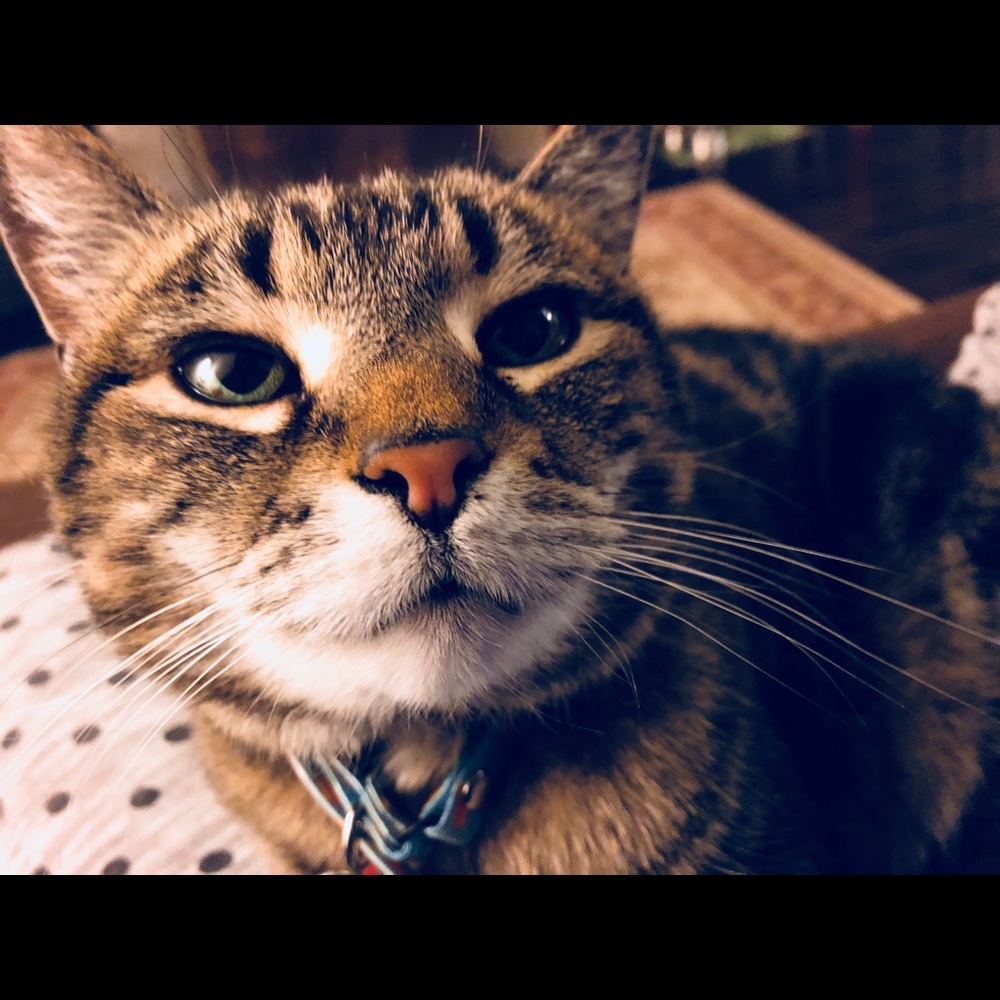 Meet your Posher, Isabella